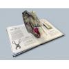 Tyrannosaurus Rex Pop-up Guide to Anatomy